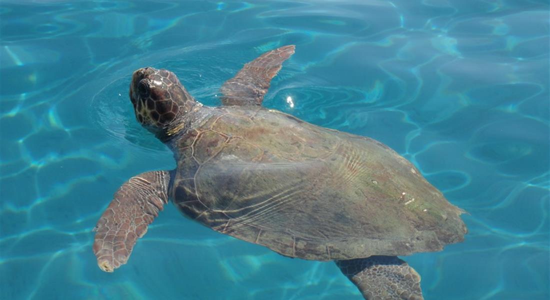 Zakynthos - Zakynthos_známé želvy_Caretta Caretta. To musí člověk zažít! Plavání s želvami je top zážitek.